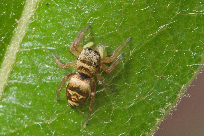 Heliophanus tribulosus